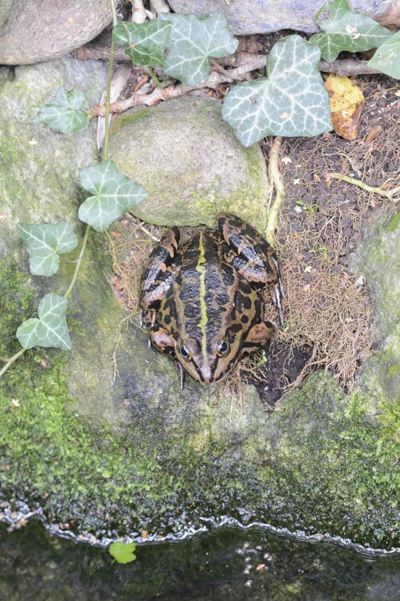 Rana da ID - Pelophylax sp. (prov. Torino)